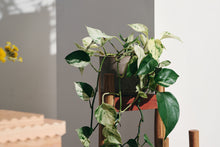 Load image into Gallery viewer, Green Wood Plant Stands